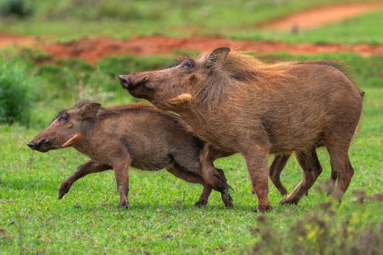 097 Port Elizabeth, Pumba Private Game Reserve, Zuid-Afrika.jpg